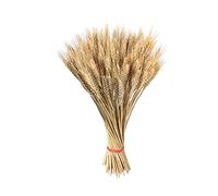 100 Trigo Seco - Tallos De Trigo Artificial - Gavillas Paquete De Tallos De Trigo Naturales Espigas Doradas De Trigo - Hierba De Trigo Seca Natural | Manojo De Trigo Artificial Decorativo