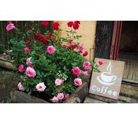 3 plantas de rosas en maceta: Rosa