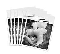 3dRose gc_252495_1 - Tarjeta de felicitación con texto en inglés "Late for Meeting is a Black and White Photo of a Bee and Poppy Flower" (6 unidades)