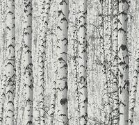 A.S. Création Papel pintado autoadhesivo de bosque de abedules blanco y negro - Papel pintado natural gris - 0,52 x 2,5 m - Fabricado en Alemania