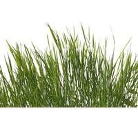 A.S. Création Papel pintado Grassland 3,75 m x 2,50 m - WALLLOVE Papel pintado con cerdas de hierba en blanco, verde incluida la cola - DD129580