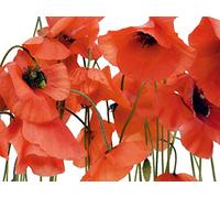 AG Design - Mural fotográfico para la Pared - Papel - Amapolas Silvestres - Papel Pintado fotográfico - Póster Gigante de Pared - 360x254 cm - 4 Partes - FTS 0479