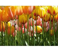 AG Design - Mural fotográfico para la Pared - Papel - Tulipán Grande - Papel Pintado fotográfico - Póster Gigante de Pared - 360x254 cm - 4 Partes - FTS 0045