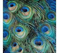 Ambiente Servilletas de plumas de pavo real, 33 cm, 20 unidades