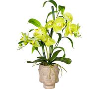 Arreglo de orquídeas y bambú en maceta de cemento con forma de Buda
