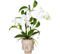 Arreglo de orquídeas y bambú en maceta de cemento con forma de Buda