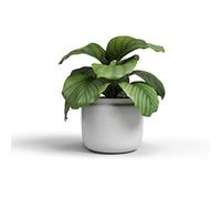 Artevasi Astrea Maceta, Maceta, Maceta, Maceta, Maceta, Decorativa, Cerámica Hecho a Mano Color Blanco, 20 cm