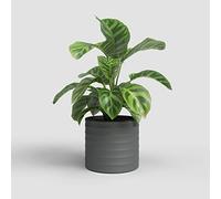 Artevasi Chloe Maceta con líneas horizontales, Maceta Decorativa, cerámica Hecha a Mano, Antracita, 21 cm
