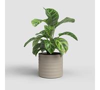 Artevasi Chloe Maceta con líneas horizontales, Maceta Decorativa, cerámica Hecha a Mano, Color Beige, 21 cm