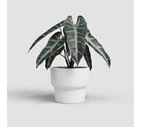 Artevasi Echo - Macetero Alto, decoración del hogar, 16,5 cm de diámetro, Color Blanco