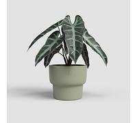 Artevasi Echo - Macetero Alto, decoración del hogar, 16,5 cm de diámetro, Color Verde Oliva