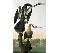 ARToPHIIU Pinturas Famosas Pinturas Murales Cuadro Moderno Lienzo Darter de pico negro de Birds of grabado por John Jame Audubon para la Decoración de la Sala de Estar 60x90cm