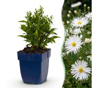 Aster (D) Schneekissen - Aster marino - Atrae a abejas y mariposas - Blanco - 12 plantas - 15-25cm - Ø11cm - Planta de jardín