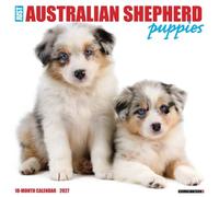Australian Shepherd Puppies 2027 Wall