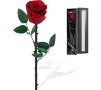 Azomor®: Rosa de floración continua en una lujosa caja de regalo, ideal para ocasiones especiales