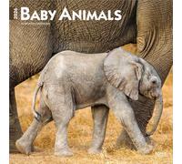 Baby Animals 2026 12 X 24 Inch (Hanging) Monthly Square Wall Calendar Plastic-Free