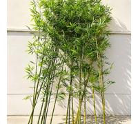 Bambu Decoracion 1m 1,2m 1,5m 1,8m 2m De Altura, Plantas Artificiales De Bambú, Árboles Altos, Seto Frondoso, Pantalla Privacidad, Muro Vegetal Verde, Valla Falsa Exterior(100pcs,H2m/6.6ft)