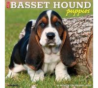 Willow Creek Press, Just Basset Hound Puppies Calendario de pared 2027
