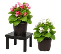 Begonia de Cera Set 2 Plantas DECOALIVE, Begonia Semperflorens en Maceta de 10 cm, 15-20 cm de altura, Planta para Entrada Luminosa