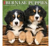 Willow Creek Press, Just Bernese Mountain Puppies - Calendario de pared 2027