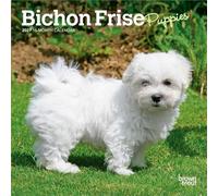 Bichon Frise Puppies 2027 7 X 14 Inch (Hanging) Monthly Mini Wall Calendar
