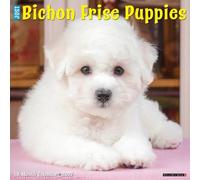 Willow Creek Press, Just Bichon Frises Puppies Calendario de pared 2027