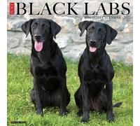 Willow Creek Press, Just Black Labs - Calendario de pared 2027
