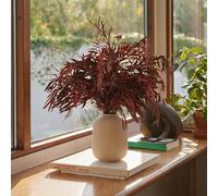BLAINE Eucalipto Nicholli Granate Preservado Decoración Ideal para Ramos de Flores Secas con Hojas Naturales Que No Necesita Mantenimiento 48-60 cm