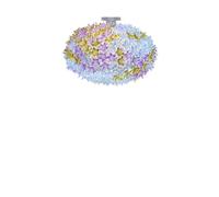 Bloom C1 Lámpara de Techo Lavanda