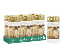Bolsius Luz para tumba - con diseño - diente de león - Juego de 6 unidades - Duración de combustión 3 días - Vela de luto y memorial velas - Quema limpia - Sin aceite de palma