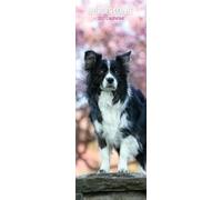 Border Collie - Calendario delgado 2027