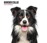 Border Collie - Calendario moderno 2024