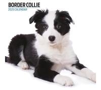 Border Collie - Calendario moderno 2025
