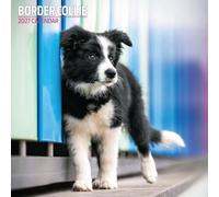 Border Collie - Calendario tradicional 2027