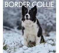 Border Collie Dog Calendar 2027: Bright Eyes and Herding Hearts