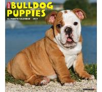 Willow Creek Press, Just Bulldog Puppies - Calendario de pared 2027