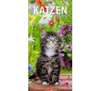 Calendario de gatos 2025: un calendario de pared XL que pone perfectamente en escena las patas de terciopelo. Gatos y gatitos en un calendario alargado. Formato vertical de 33 x 68 cm (calendario de