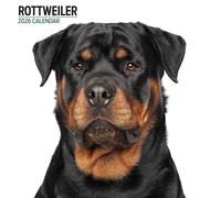 Calendario Moderno Rottweiler 2026