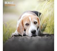 Calendario tradicional Beagle 2025
