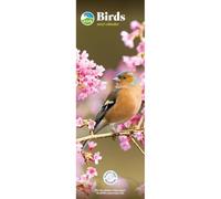 Carousel Worldwide Birds 2027 - Calendario de pared delgado, calendario de 12 meses, fotografía de pájaros coloridos