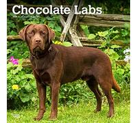 Chocolate Labrador Retrievers | 2024 12 x 24 Inch Monthly Square Wall Calendar | BrownTrout | Animals Dog Breeds