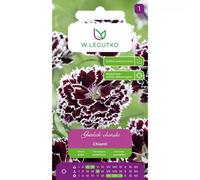 Clavel chino Chianti, negro cereza