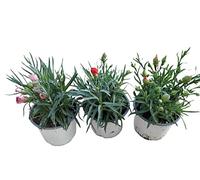 Clavel - Pack 3 Plantas - Dianthus - Claveles Plantas con Flor para Terraza y Jardín