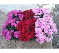 Clavel Peman Pack 6 Plantas Naturales maceta de 13 cm