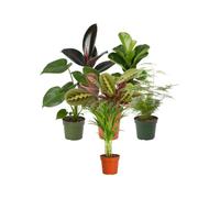 Colección de 6 Plantas DECOALIVE: Estudio y Zona de Trabajo | Ficus Abidjan, Ficus Bambino, Monstera Deliciosa, Maranta Tricolor, Asparagus Setaceus y Palma Areca