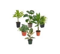 Colección de 6 Plantas DECOALIVE: Exposición Botánica Interior | Tronco de Brasil, Monstera Deliciosa, Culantrillo, Scindapsus Argyraeus, Dracaena Steudneri y Ficus Tineke