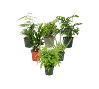 Colección de 6 Plantas DECOALIVE: Siluetas y Formas Botánicas | Asparagus Setaceus, Crassula Ovata, Monstera Adansonii, Zamioculca, Aloe Vera y Culantrillo