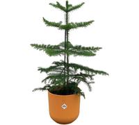 Combinación de plantas de interior "Araucaria" en maceta Elho Jazz Round, color ámbar, diámetro 19 cm, altura 60 cm