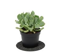 Crassula Arborescens Planta Jade Plata DECOALIVE 10 cm Ø, Altura 15 cm, Planta Fácil de Cuidar para Salón y Cocina