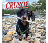 Crusoe the Celebrity Dachshund 2026 7 X 7 Mini Wall Calendar